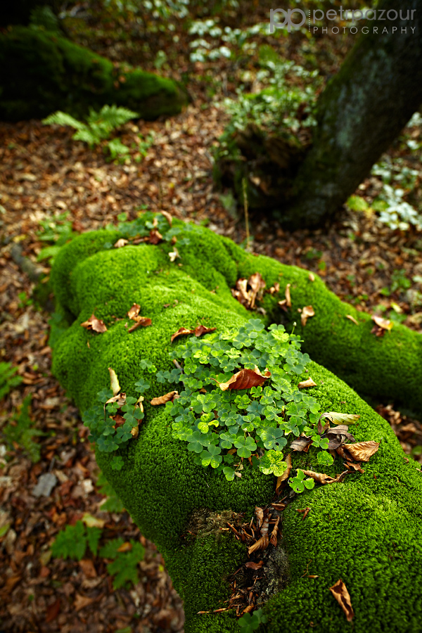 Detail - Rýchorský prales - Dvorský les